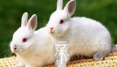属兔正月初一春节出生的人命运好不好，属兔春节出生是什么命？