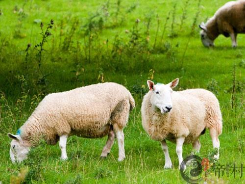 生肖羊：不同身份职业的属羊人2016年运势
