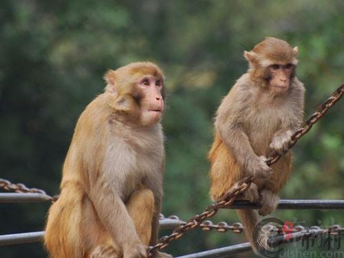 生肖属猴人2016年的运程