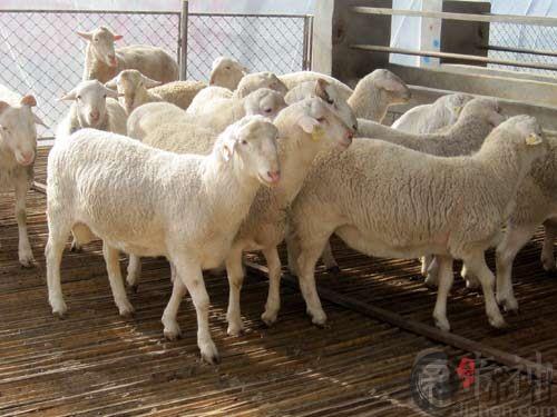 生肖羊：1991年出生的属羊人在2015年的运程