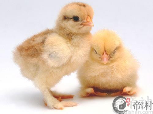 生肖鸡：金牛座的属鸡人是什么性格？