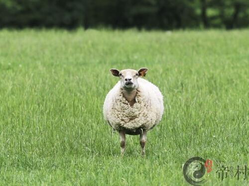 生肖：生肖属羊有什么性格特点
