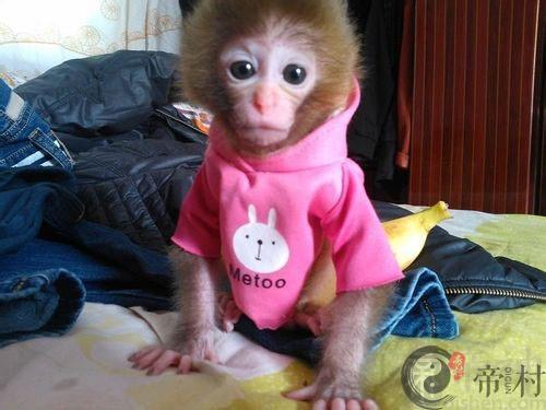 生肖猴：1992年出生的属猴人运势