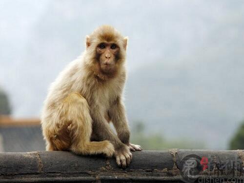 生肖猴：1980年出生的属猴人运势