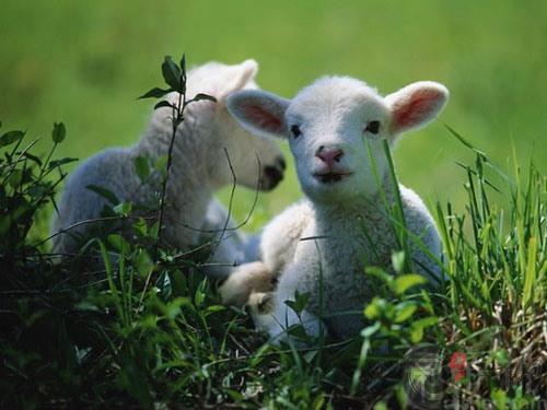 不同季节出生的属羊人的性格