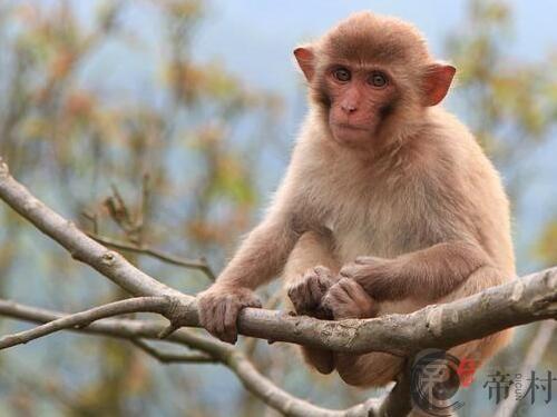 生肖猴：2028年出生的属猴人运势