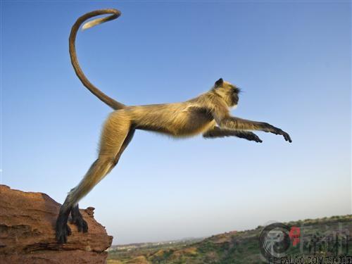 生肖猴：1920年出生的属猴人运势