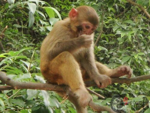 生肖猴：2016年出生的属猴人运势