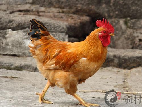 生肖鸡：1957年出生的属鸡人在2016年的运程