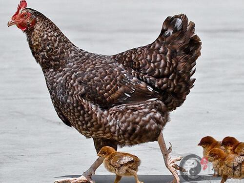 生肖鸡：1993年出生的属鸡人在2016年的运程