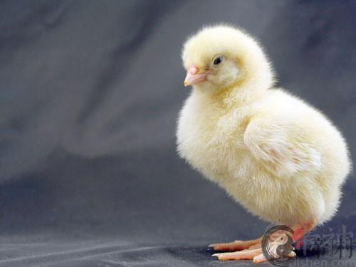 生肖鸡：1969年出生的属鸡人在2015年的运程