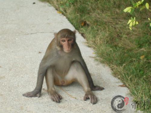 你知道属猴的人2015年几岁吗
