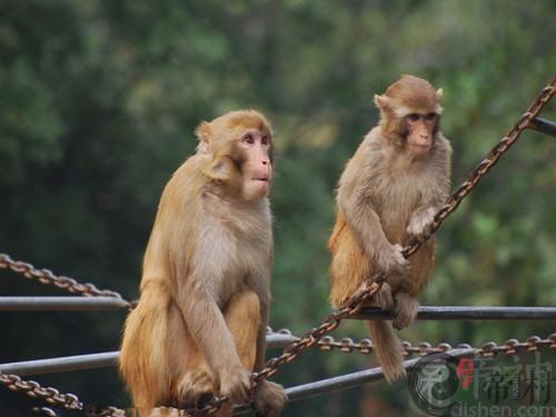 生肖是猴的人的社交往来