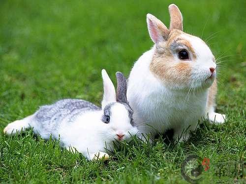 生肖兔：属兔人的流年运程