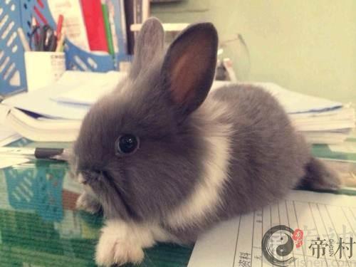 生肖兔：1963年出生的属兔人2016年运程