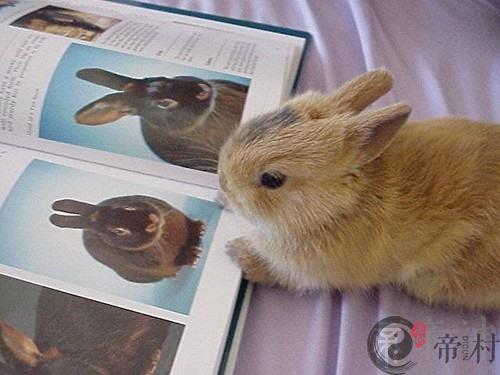 生肖兔：1987年出生的属兔人2016年运程