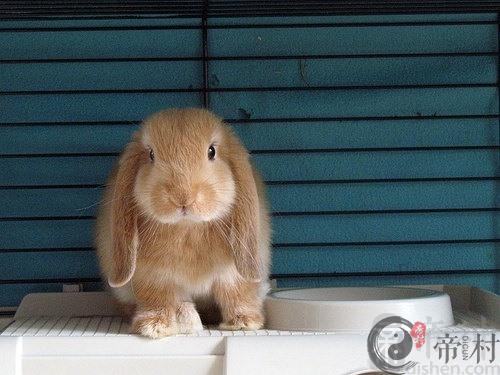 生肖兔：1951年出生的属兔人命运