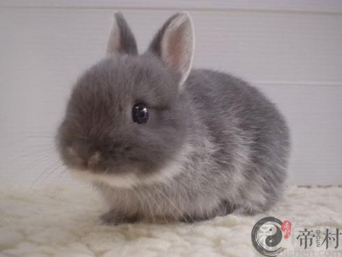 生肖兔：1951年出生的属兔人2016年运程