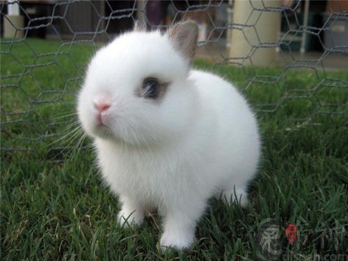 生肖兔：1963年出生的属兔人命运