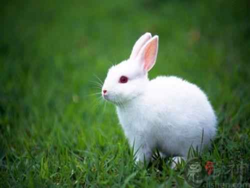生肖兔：1939年出生的属兔人命运