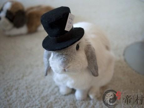 生肖兔：1987年出生的属兔人命运