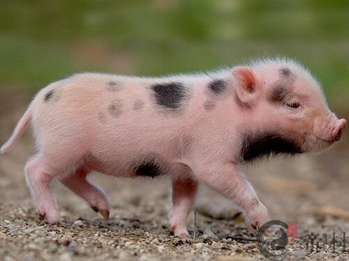 生肖猪：属猪人2016年最新运程