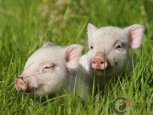 生肖猪：1995年出生的属猪人在2015年的运程