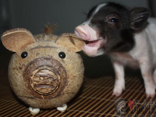生肖猪：1983年出生的属猪人在2015年的运程