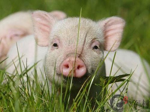 生肖猪：1995年出生的属猪人在2016年的运程