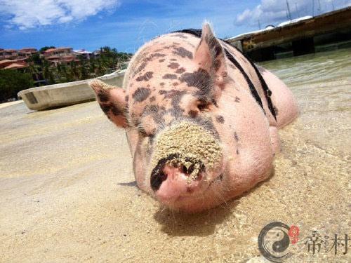 生肖猪：1959年出生的属猪人在2016年的运程
