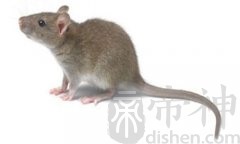 属鼠的佩戴什么生肖好，生肖龙、生肖虎、生肖兔