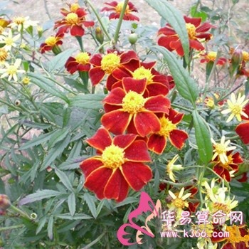属鼠的爱情底线是什么