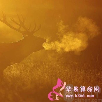 属鼠的和什么属相最相配