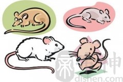 2020年属鼠的几月出生最好，20年出生属鼠人一生运势如何