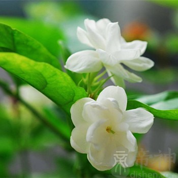 属鼠的隐藏性格是什么