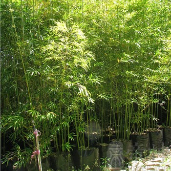 属鼠人如何称霸职场武林的