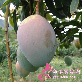 属鼠的人把什么放在首位？