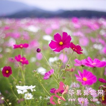 属鼠男人会给爱人何种幸福