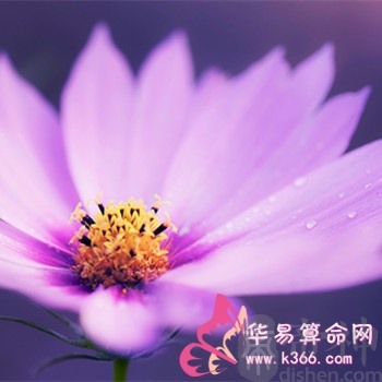属鼠的人倾家荡产想做的事是什么