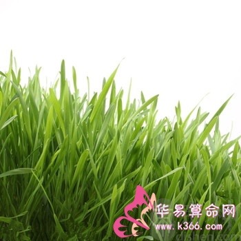 属鼠人最致命的缺点是什么