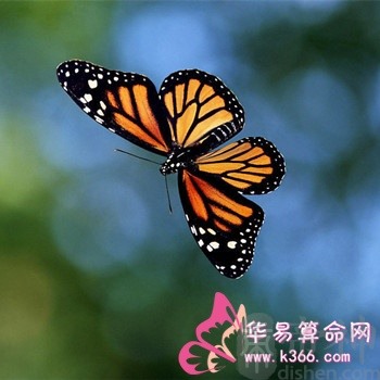 属鼠人如何摆脱失恋阴影