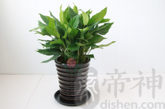 办公室摆放假树的风水好不好？摆放植物需要注意些什么？