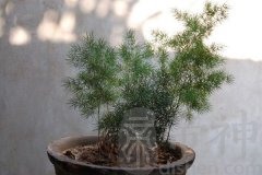 办公室的发财树怎么摆放可以钱生钱？