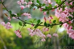 办公室养殖海棠花对风水不利？海棠花的风水作用你知道吗？