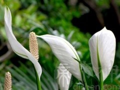 办公室摆放白掌的风水好不好？办公室可以摆放文竹吗？