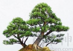 适合办公室的风水植物有哪些？仙人球可以摆放在右边吗？
