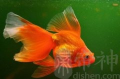 办公室养三条鱼的风水好吗？金鱼怎么选择？