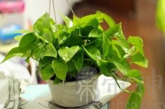 办公桌的绿萝应该怎么摆放？植物要根据四季变换改变吗？