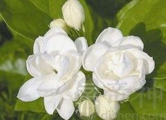 兰花摆放在办公室的风水好吗？摆放兰花需要注意些什么？