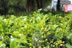 办公室摆放什么绿化又好又旺财？花卉摆放什么颜色的好？